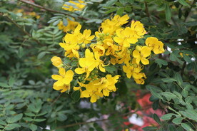 黄槐决明花