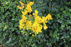 黄槐决明花
