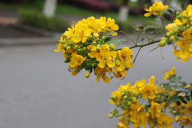 黄槐决明花