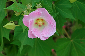 粉色木芙蓉花