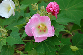 粉色木芙蓉花