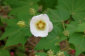 白色木芙蓉花