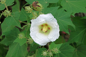 白色木芙蓉花