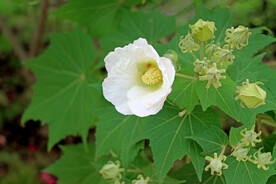 木芙蓉花
