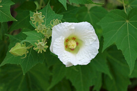 白色木芙蓉花