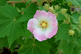 木芙蓉