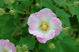 木芙蓉
