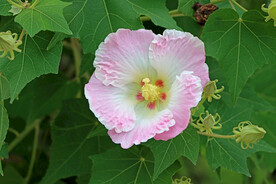 粉色木芙蓉花