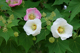 白色木芙蓉花