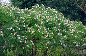 粉色木芙蓉花