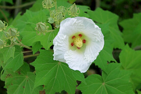 白色木芙蓉花