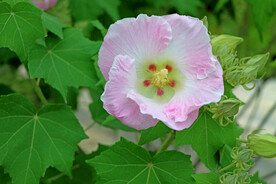 粉色木芙蓉花
