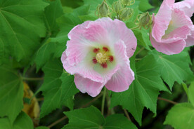 粉色木芙蓉花