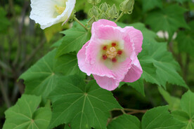 粉色木芙蓉花