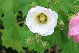 白色木芙蓉花