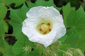 白色木芙蓉花