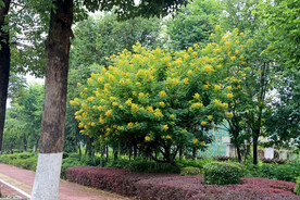 黄槐决明花