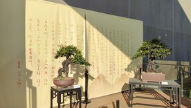 川派盆景金弹子