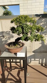 川派盆景金弹子