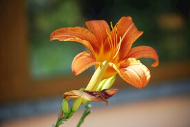 红色水仙花