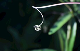 植物触手胡须