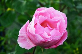 粉红玫瑰花 
