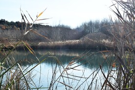 湖边草丛风景