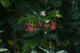 水君子花叶