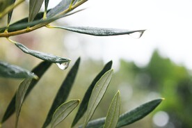 绿叶和水珠