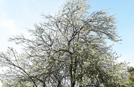 白樱花树