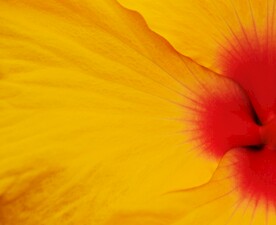 黄色花朵花瓣特写