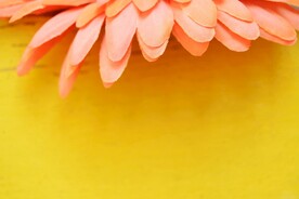 假花花瓣特写