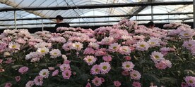 菊花