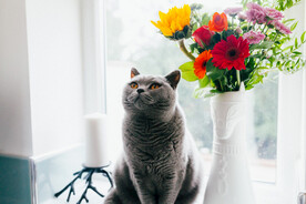 蓝猫