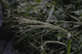 野草籽