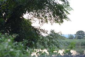 郊野树枝树叶