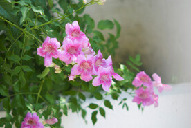 常绿花草