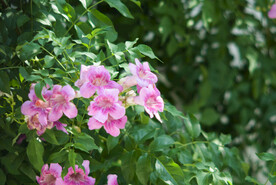 花园鲜花