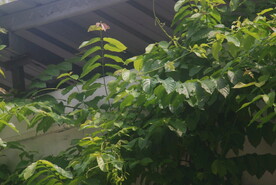 庭院树丛
