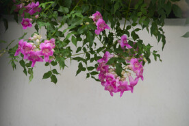 花草
