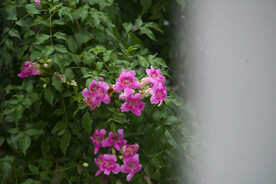 绿植花卉