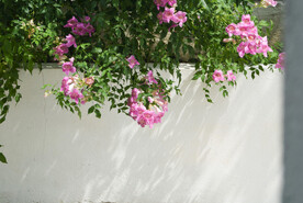 花卉