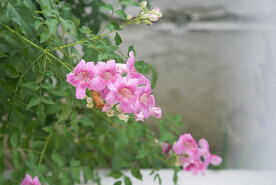 庭院花草