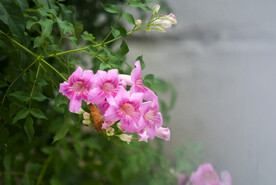 粉色花