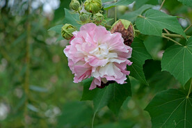 木芙蓉