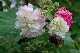 木芙蓉
