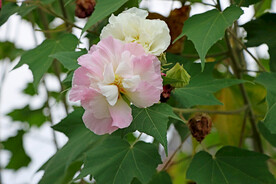 木芙蓉