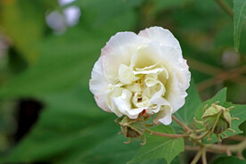 木芙蓉