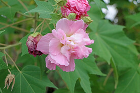 木芙蓉