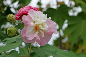 木芙蓉